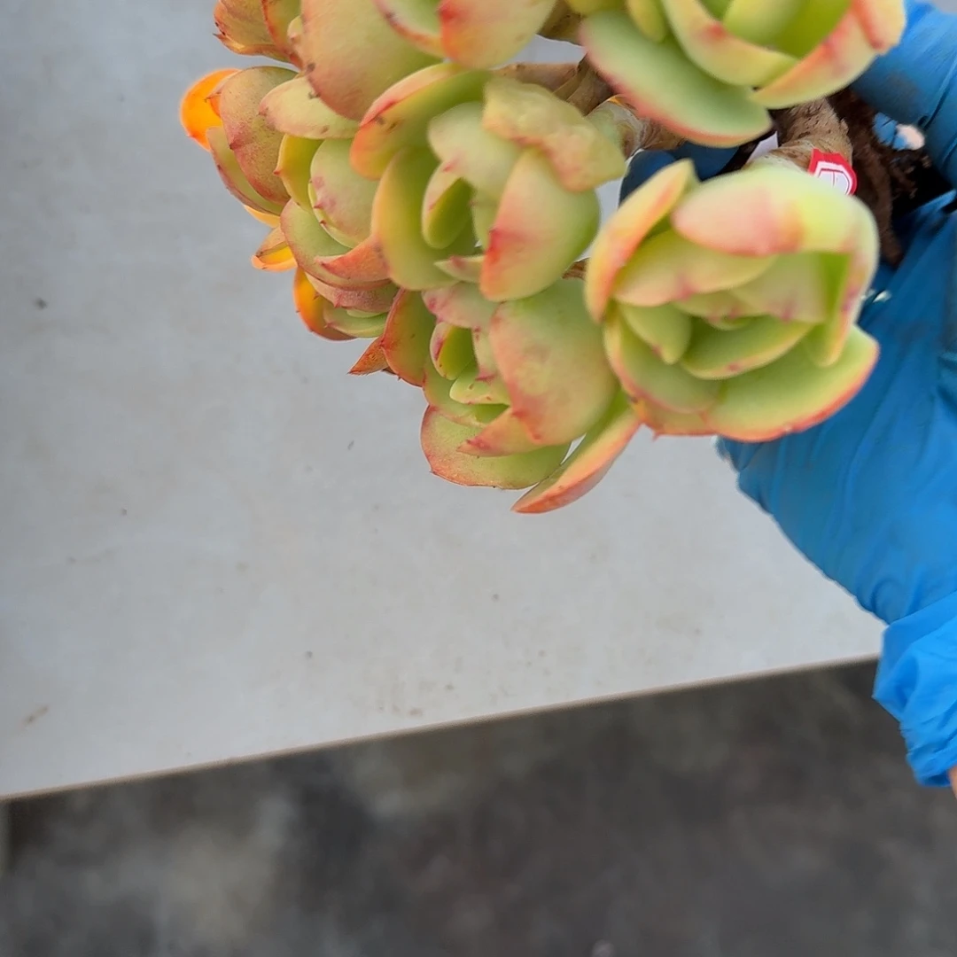 小***乔鸡蛋碧桃多肉植物一颗