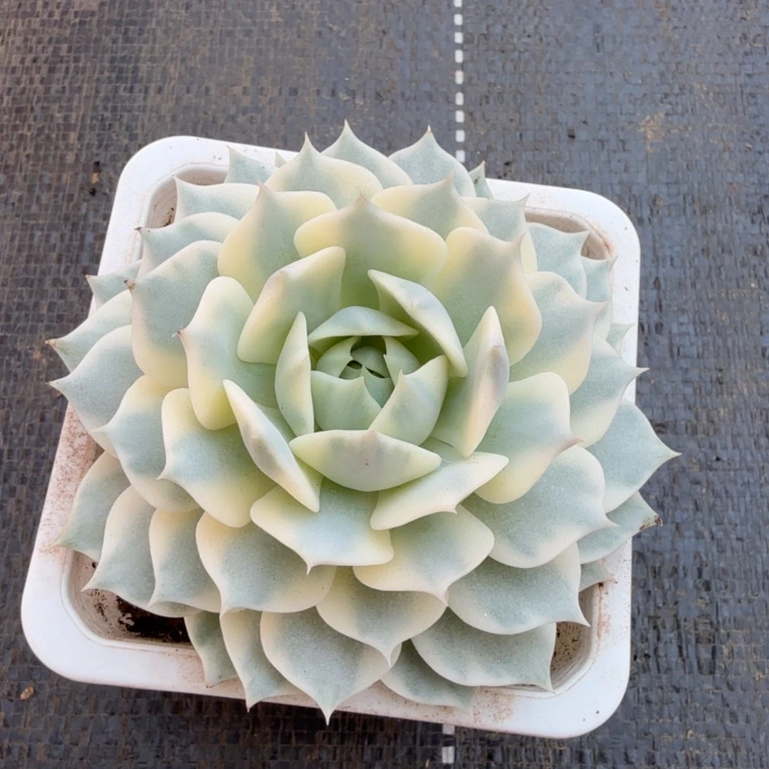 露娜莲锦锦上园艺一物一拍