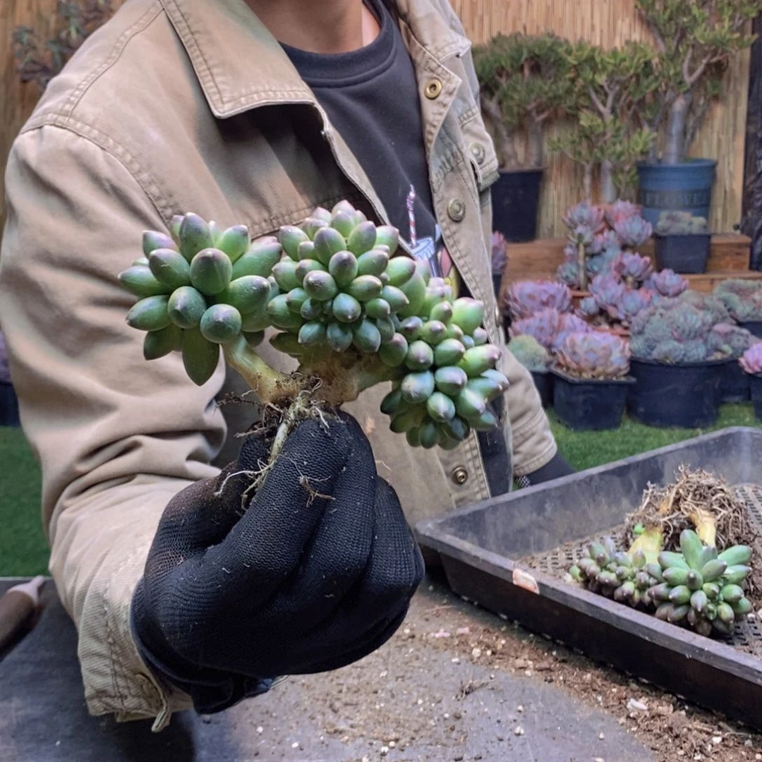 大*米316 号千代田缀化多肉