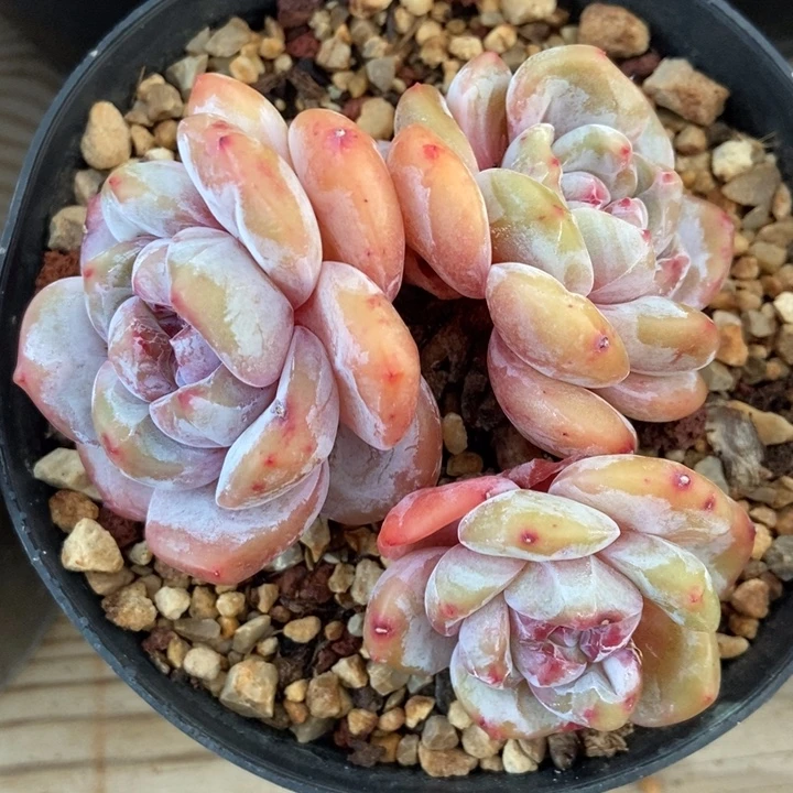 三头趴地黄底膏体紫衣