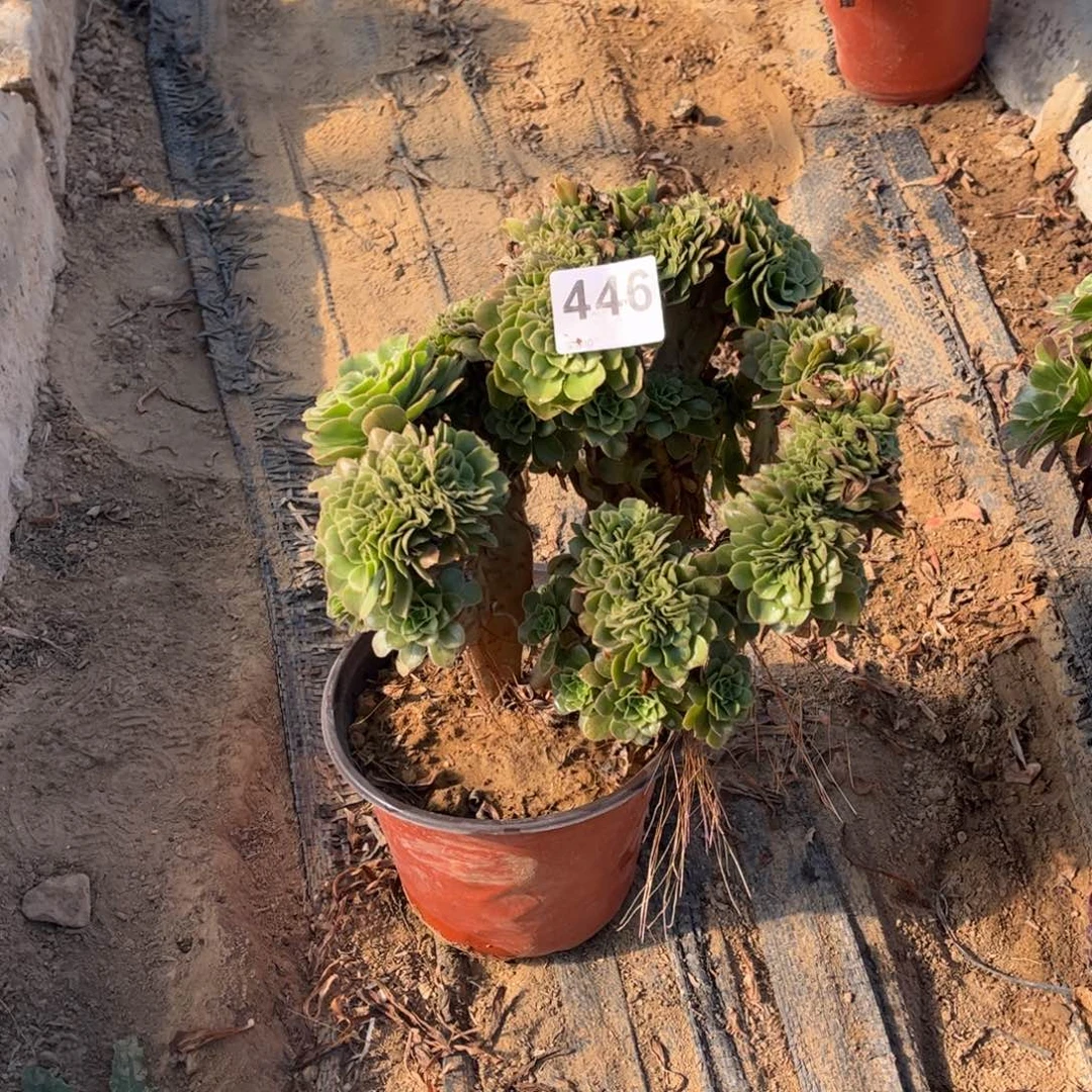 绿杨蓉綴446不包断枝