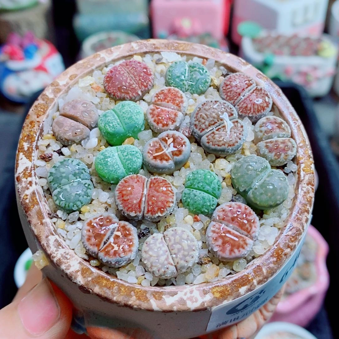 生石花花花花花花花花640