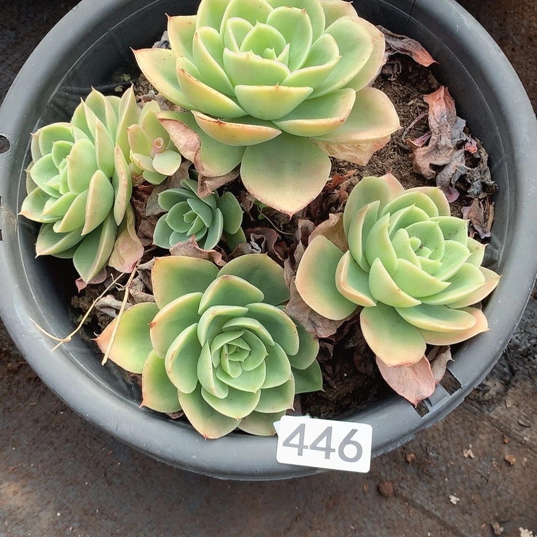 446星纳塔 一物一拍多肉