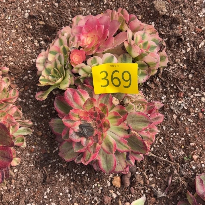 哈哈多肉植物福利369