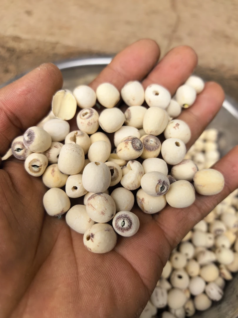 云南高山土产精选大个莲子