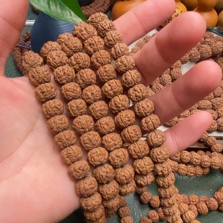 菩提老*纯血老树王