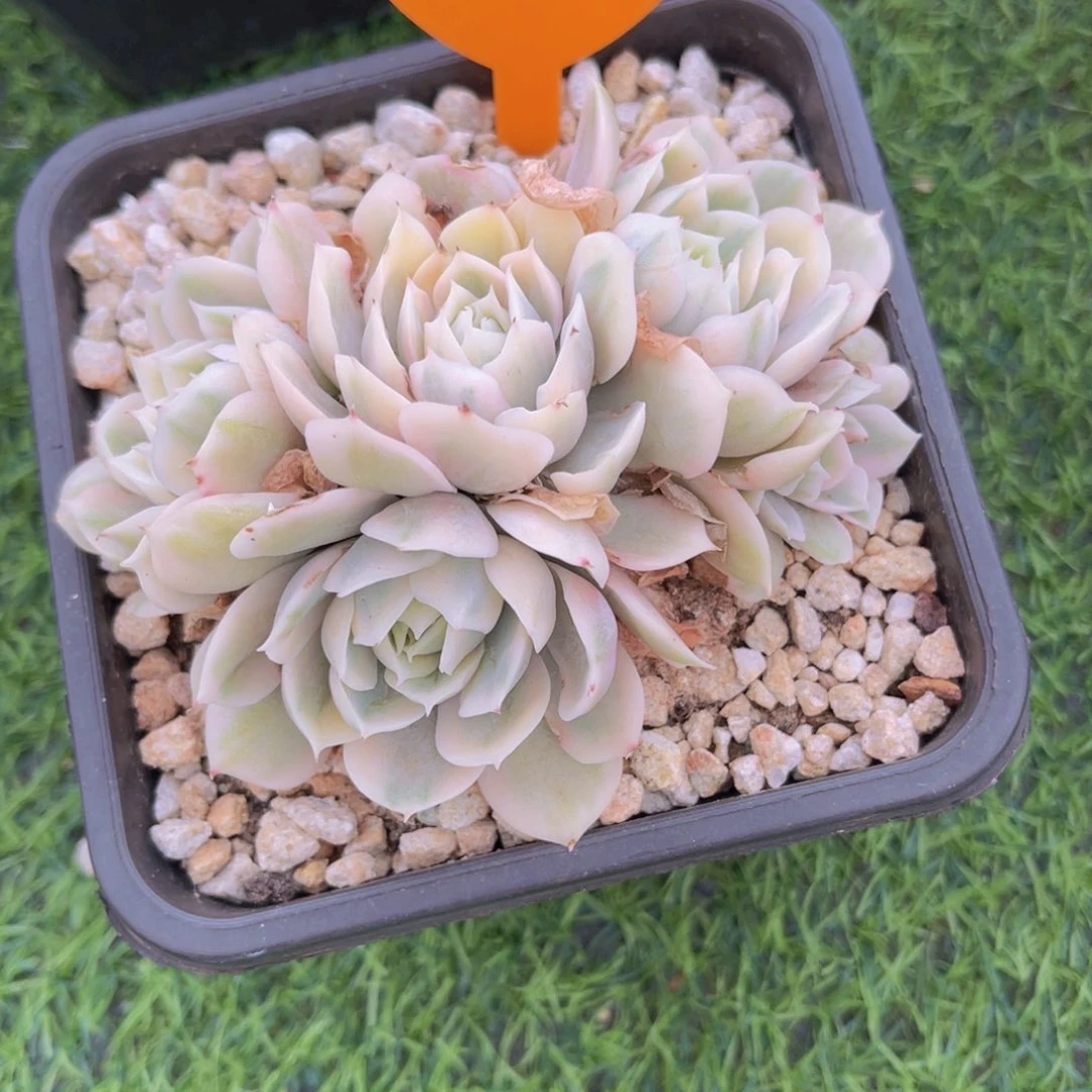 指***光800号多肉植物一物一拍