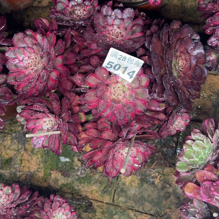 5014紫霞多肉植物