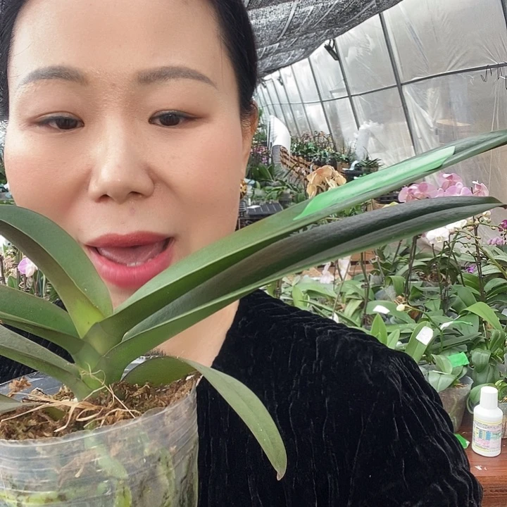 无花朵金龙蝴蝶兰