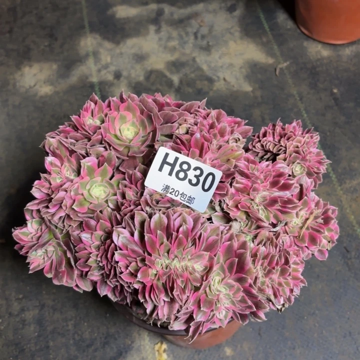 瑞妈，，。。。830。女巫，