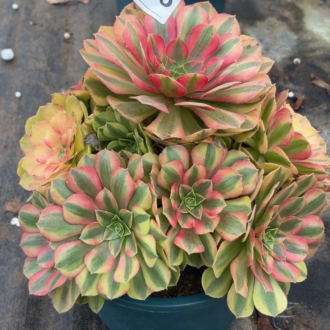 465雨河多肉植物福利