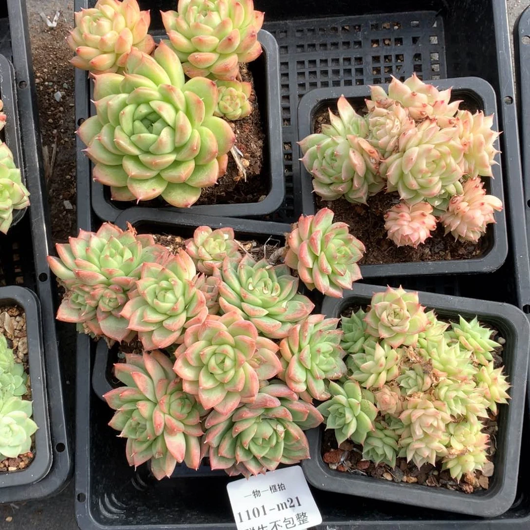 4颗组合。 1101-m21