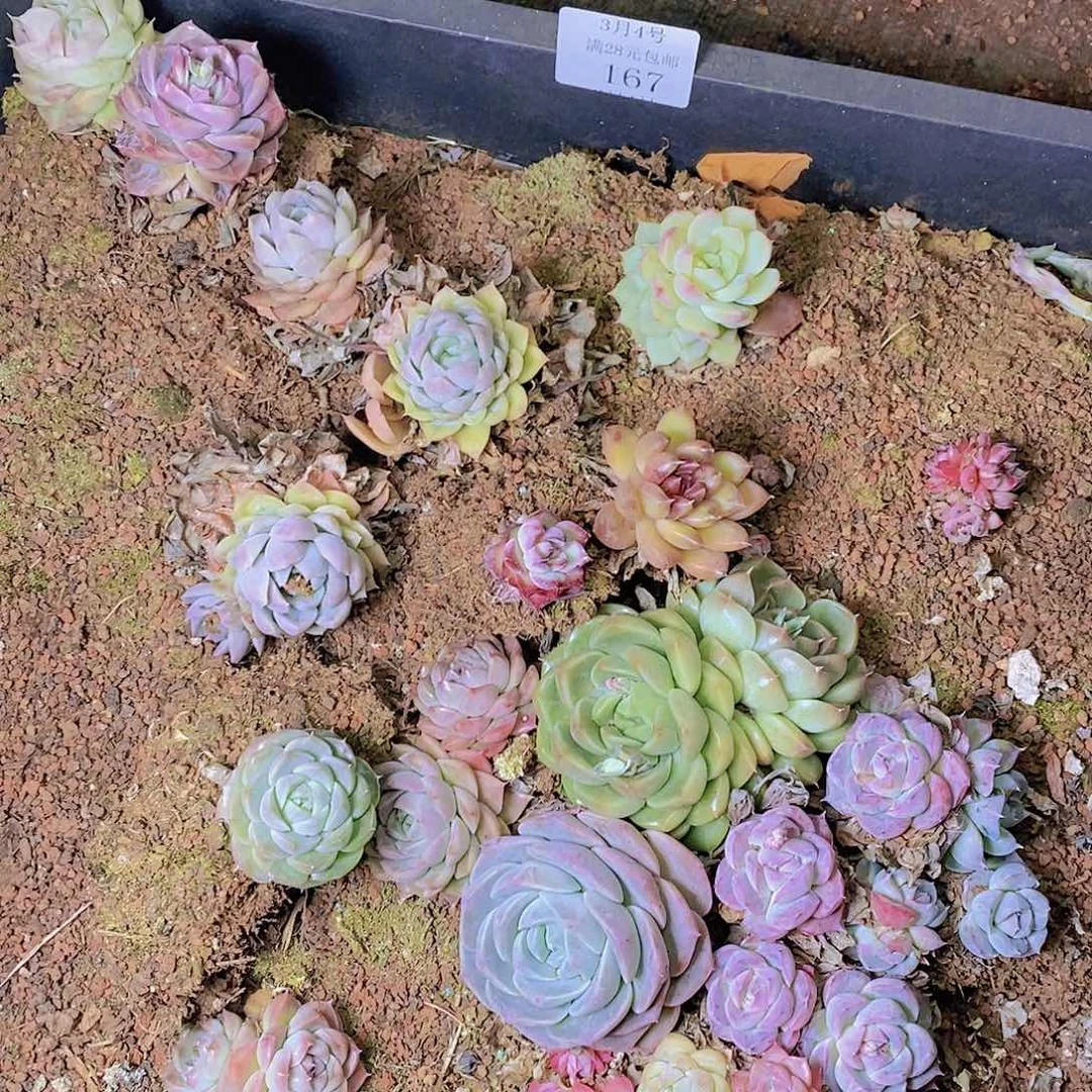 【闪购商品】云167