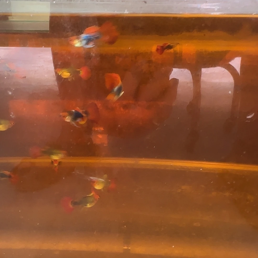 孔雀鱼深海蓝短球10条随机