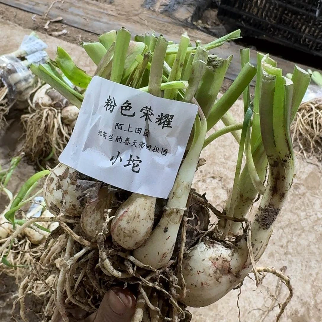 粉色荣耀小坨开花球