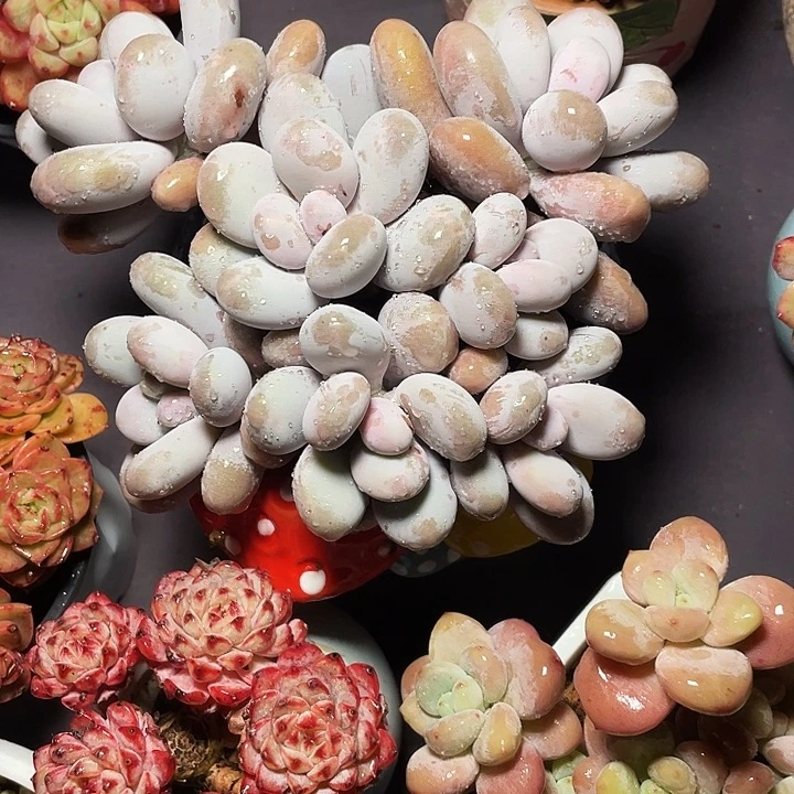 日***1多肉植物耐看发货