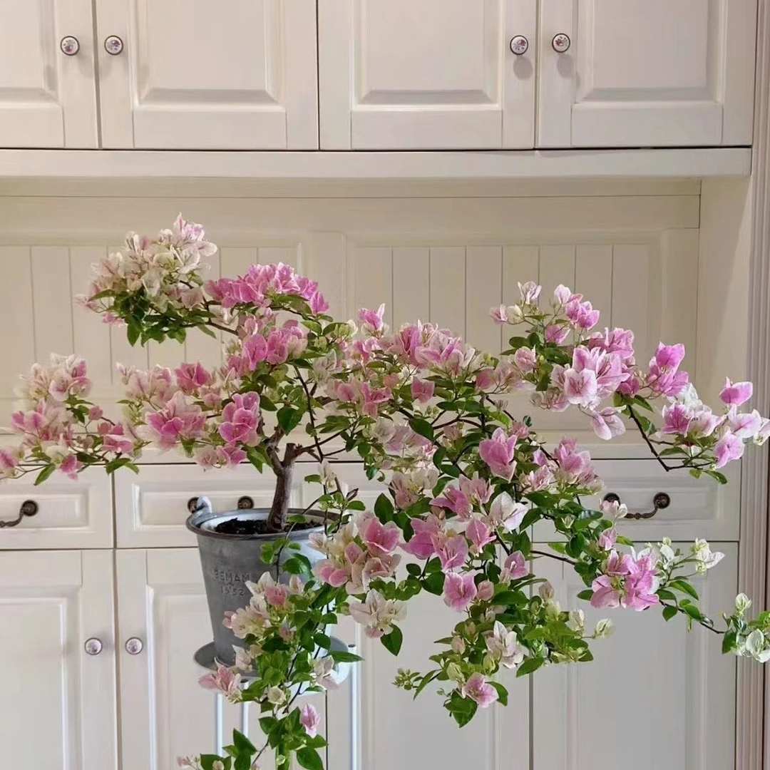 漳红缨】漳红缨三角梅带花发货基地直发四季勤花爬藤阳台盆栽地栽