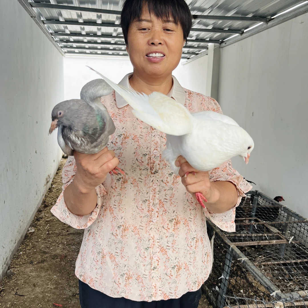 【老鸽子】农家散养鸽子