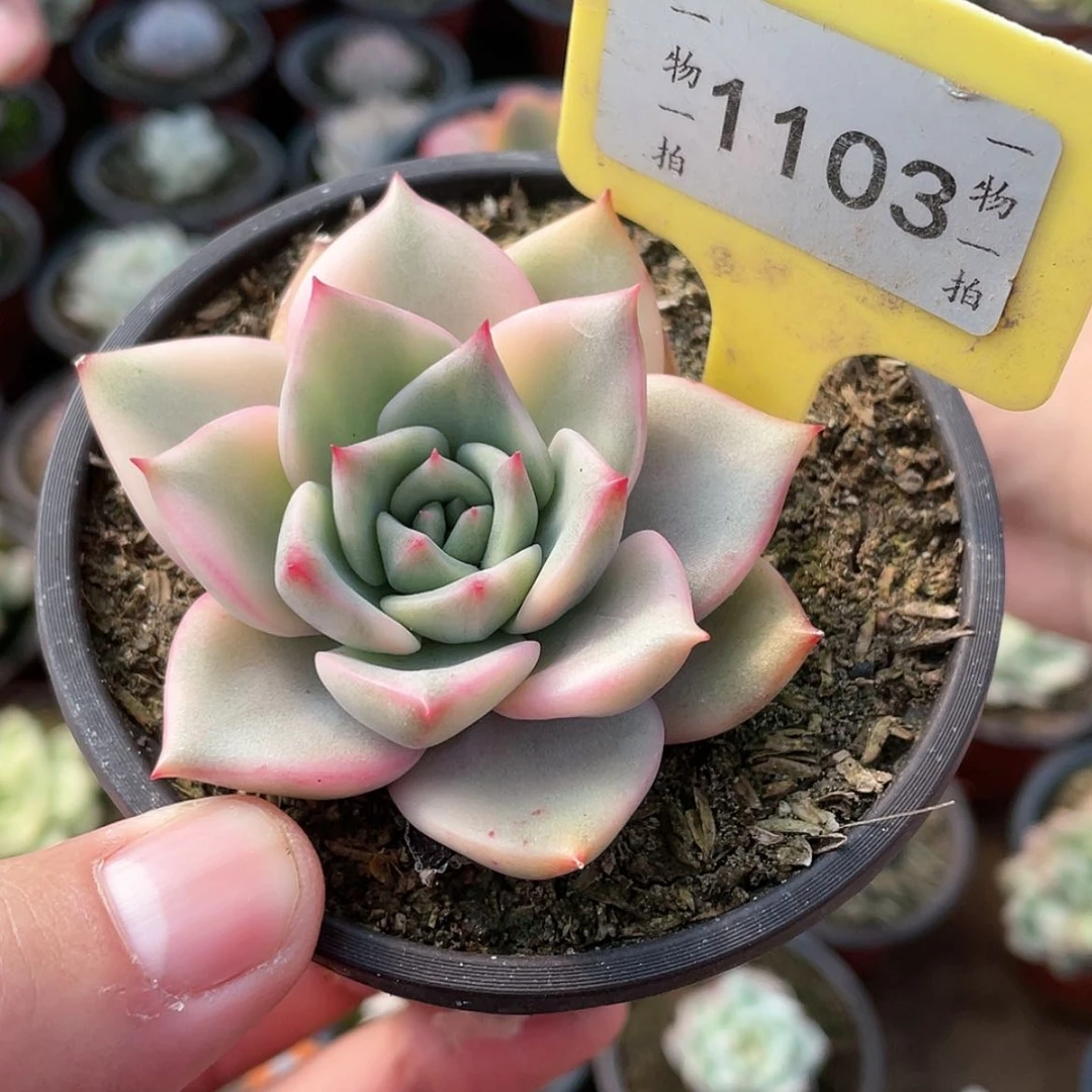 【闪购商品】1103号