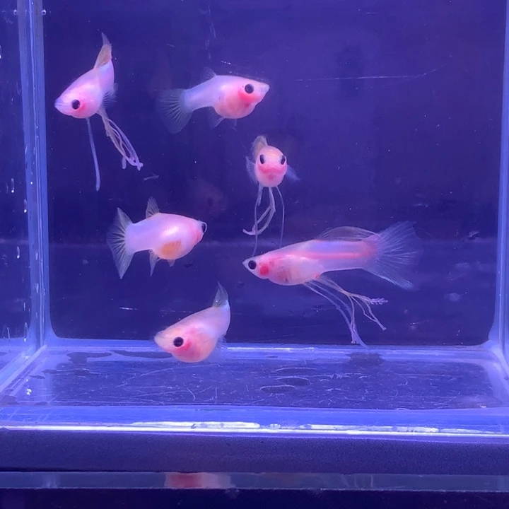 孔雀鱼幻彩粉猫6条