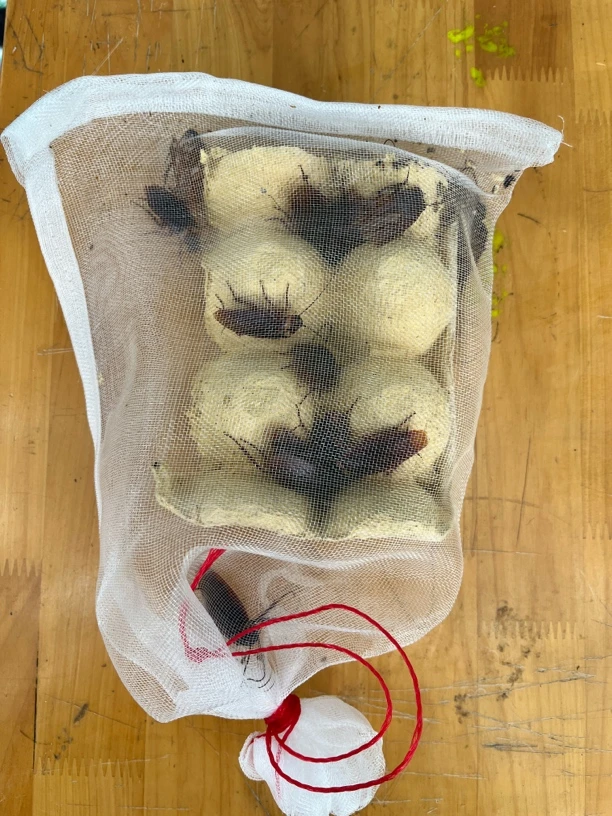 蟑螂小强活饵钓鱼专用江团 草鱼 鲤鱼