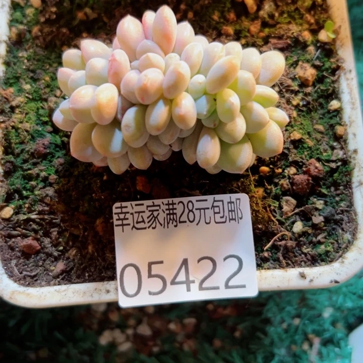 幸运儿的一个小秘密是