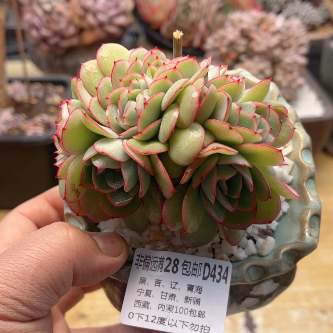 【闪购商品】434牡丹亭缀