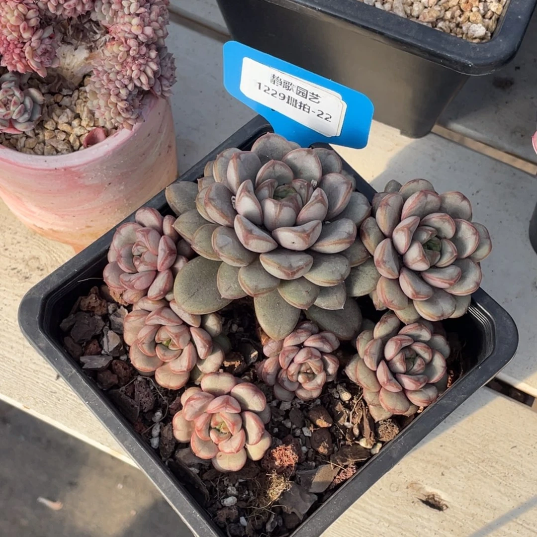 1229-22-葡萄老桩群生一颗