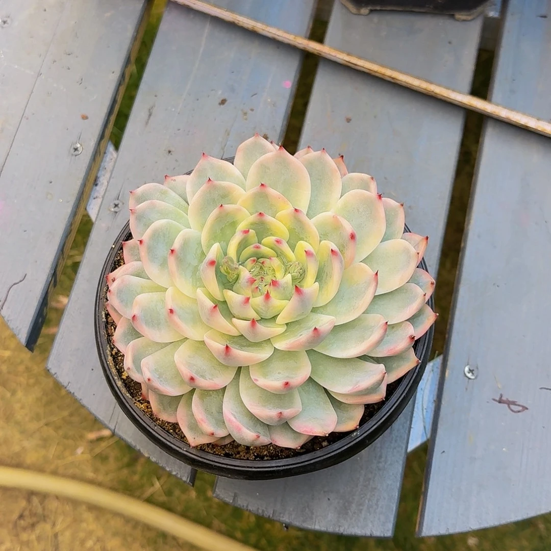 吉娃娃景一颗竞拍