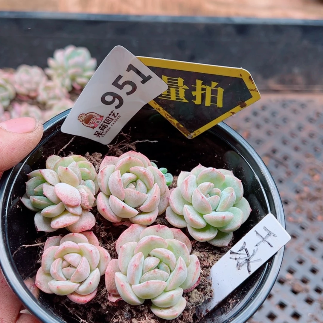 多肉植物多肉植物