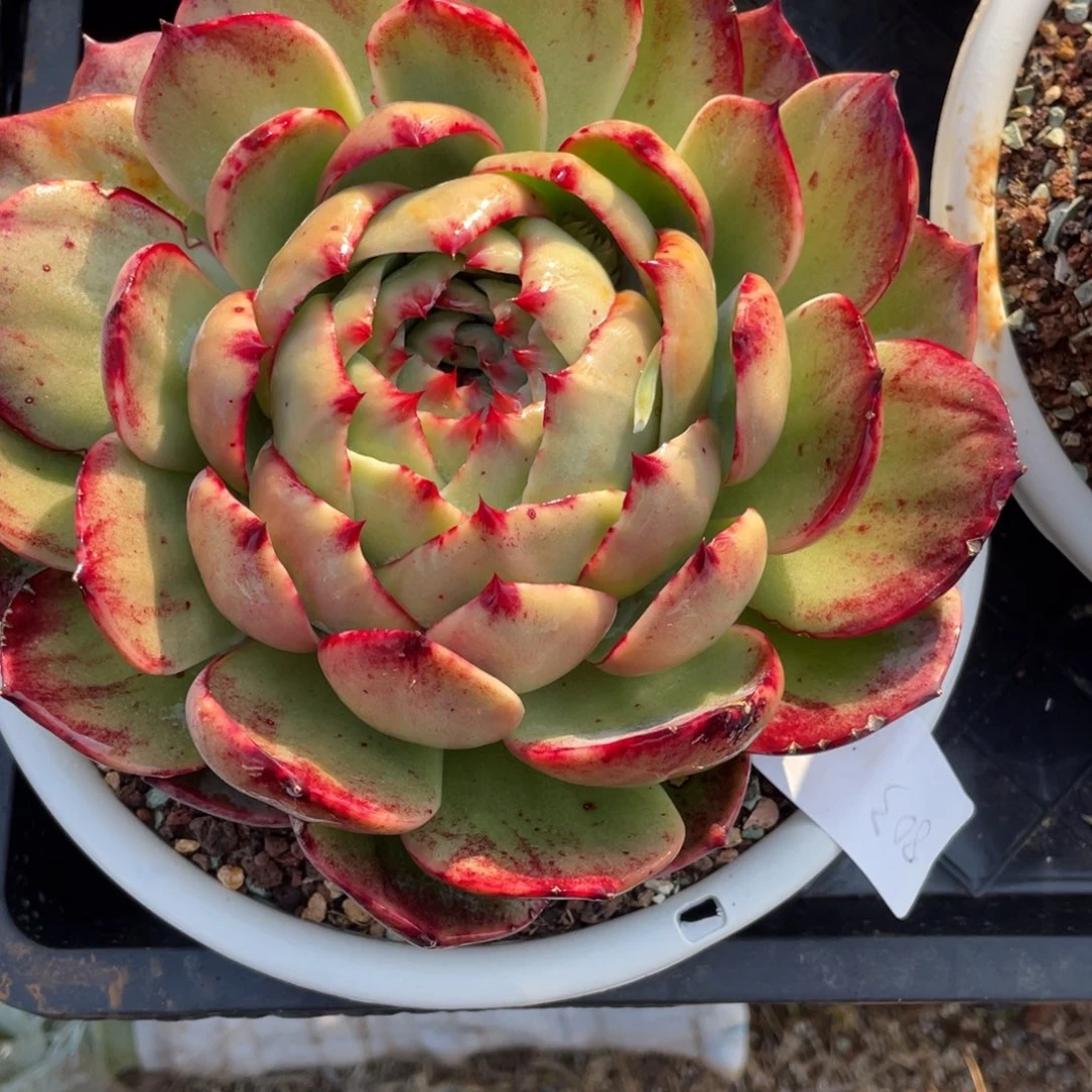 惊鸿仙子冠服20左右