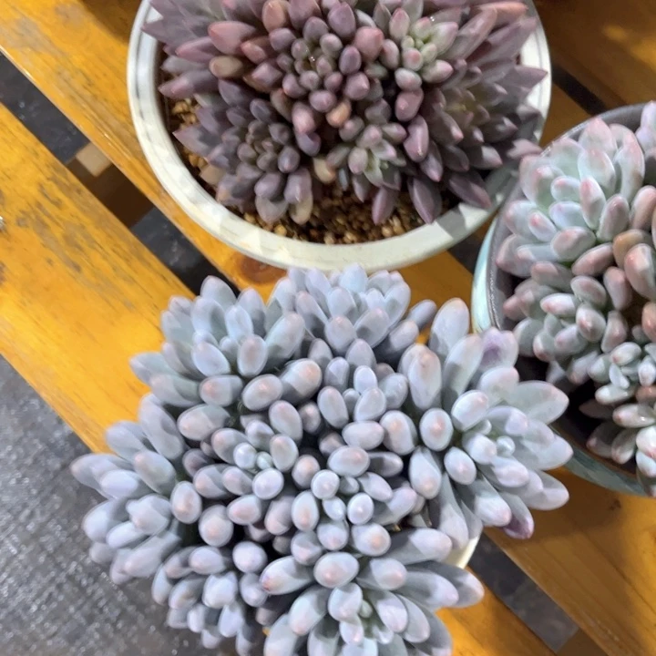 美慕花坊，一物一拍