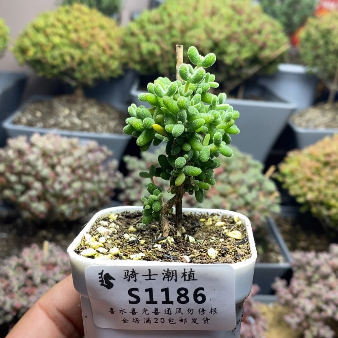 1186葡萄米枝干番杏
