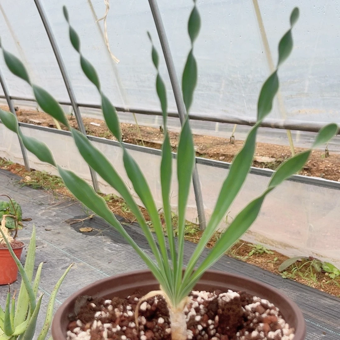 多肉植物巨凤之卵