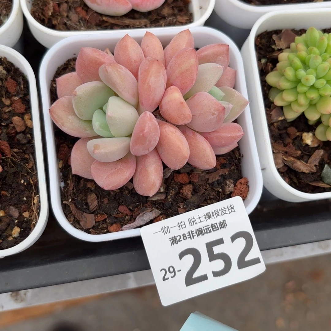 花斑鹿老桩多肉多肉多肉多肉