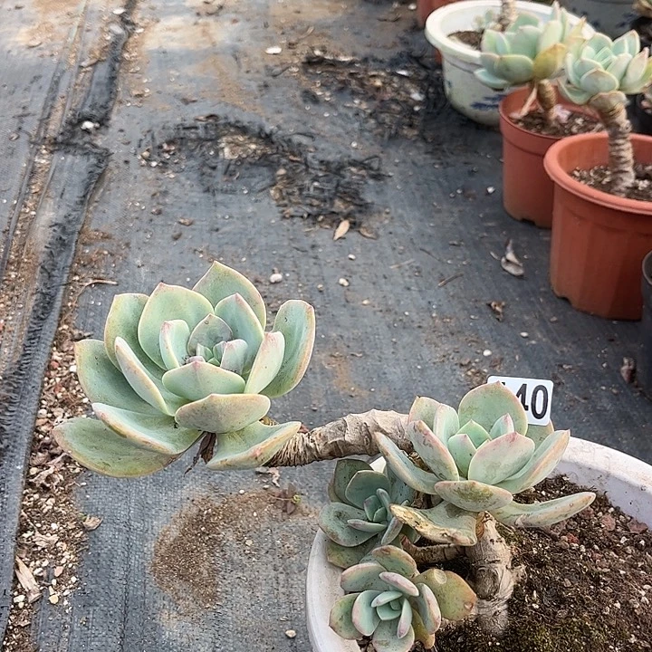 *****140白凤脱土发货不退不换