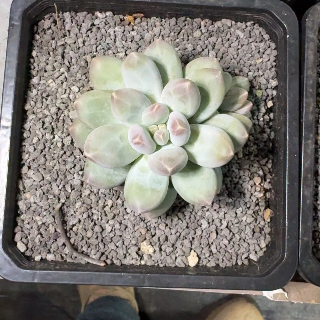 维珍美人 单头 一物一拍