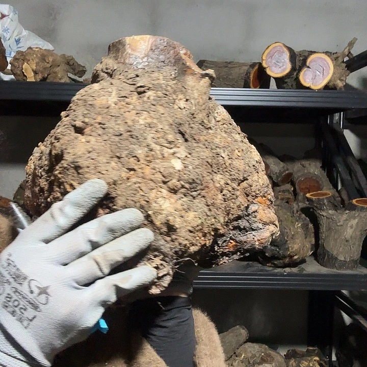 记***活香榧木火琉璃的故事是一个