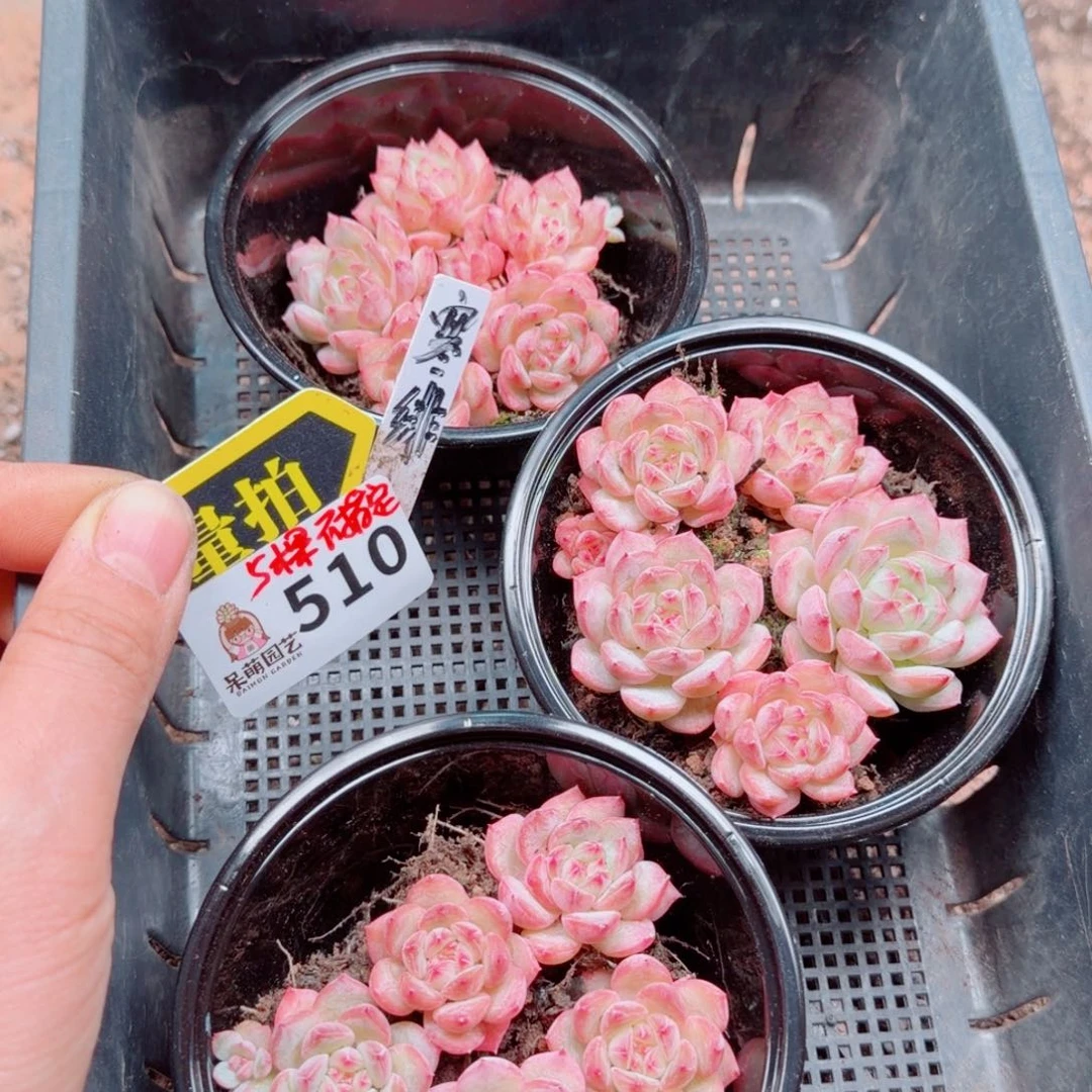 多肉植物多肉植物