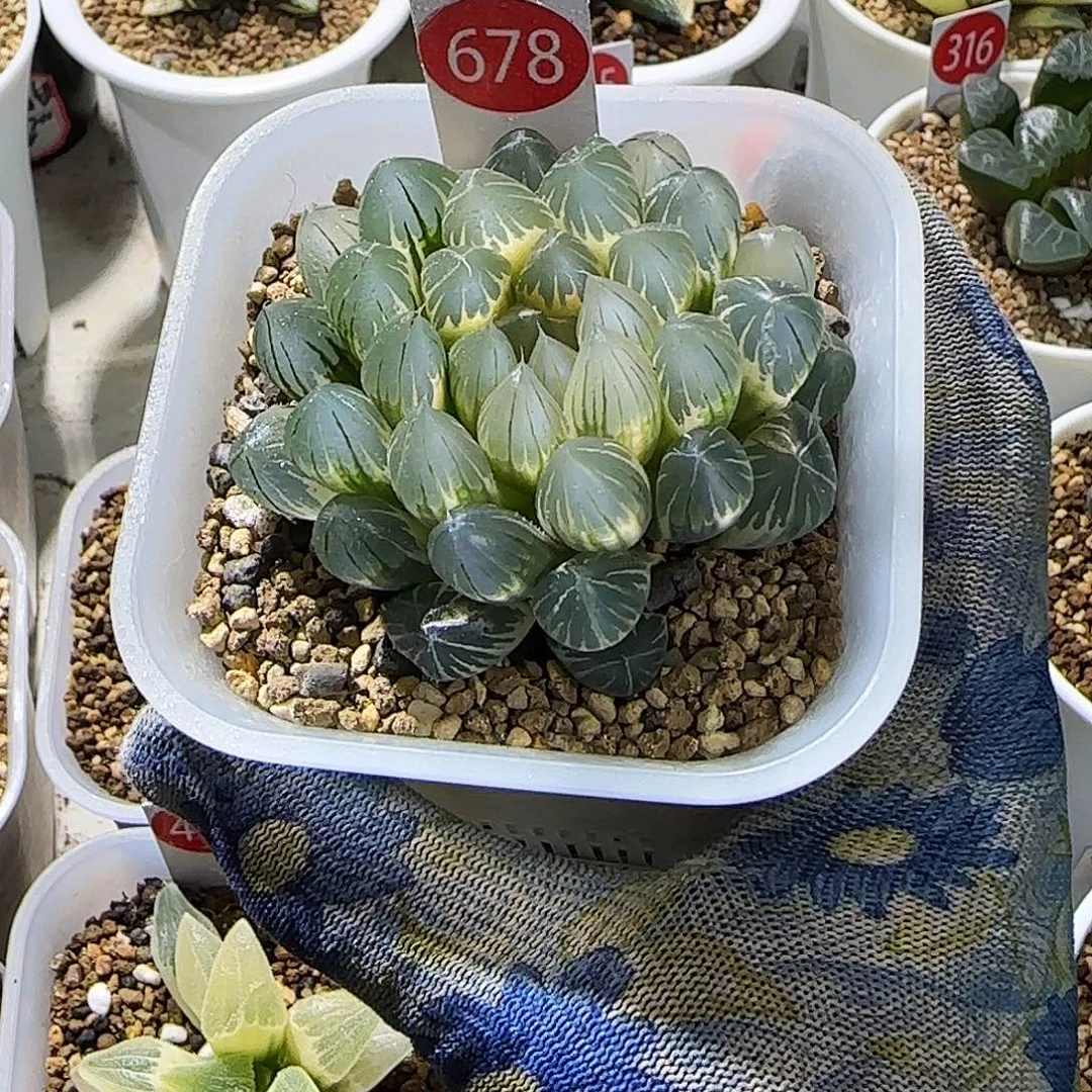 678号糊斑霓虹灯 母本级 7 厘米左右一物一拍带盆发货