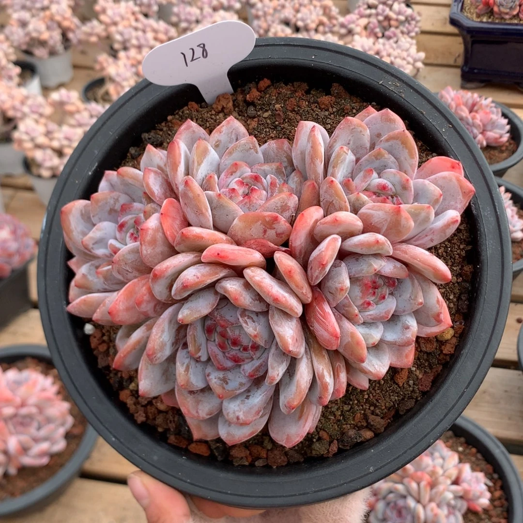 17厘米五头有砍溏心星影 128