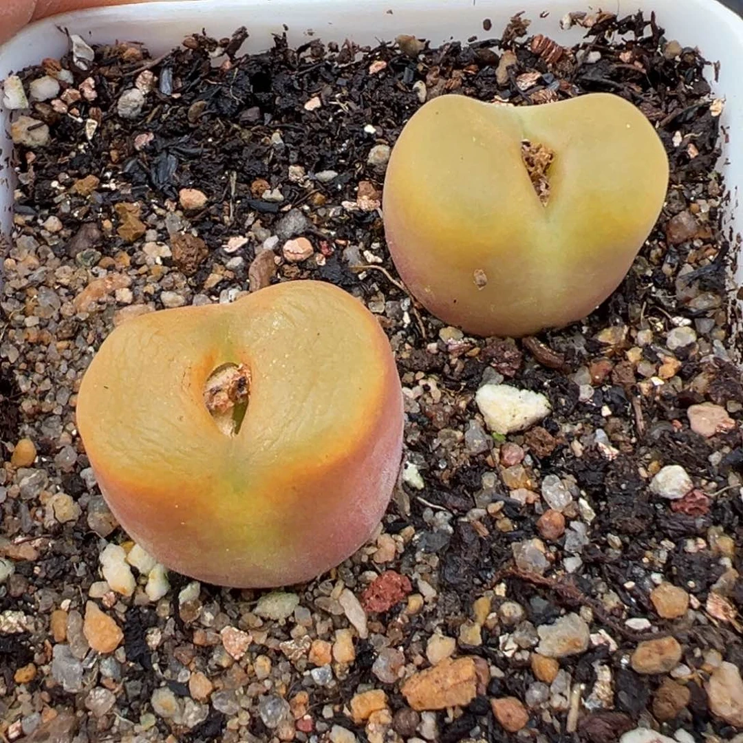 2.3好看的多肉a292