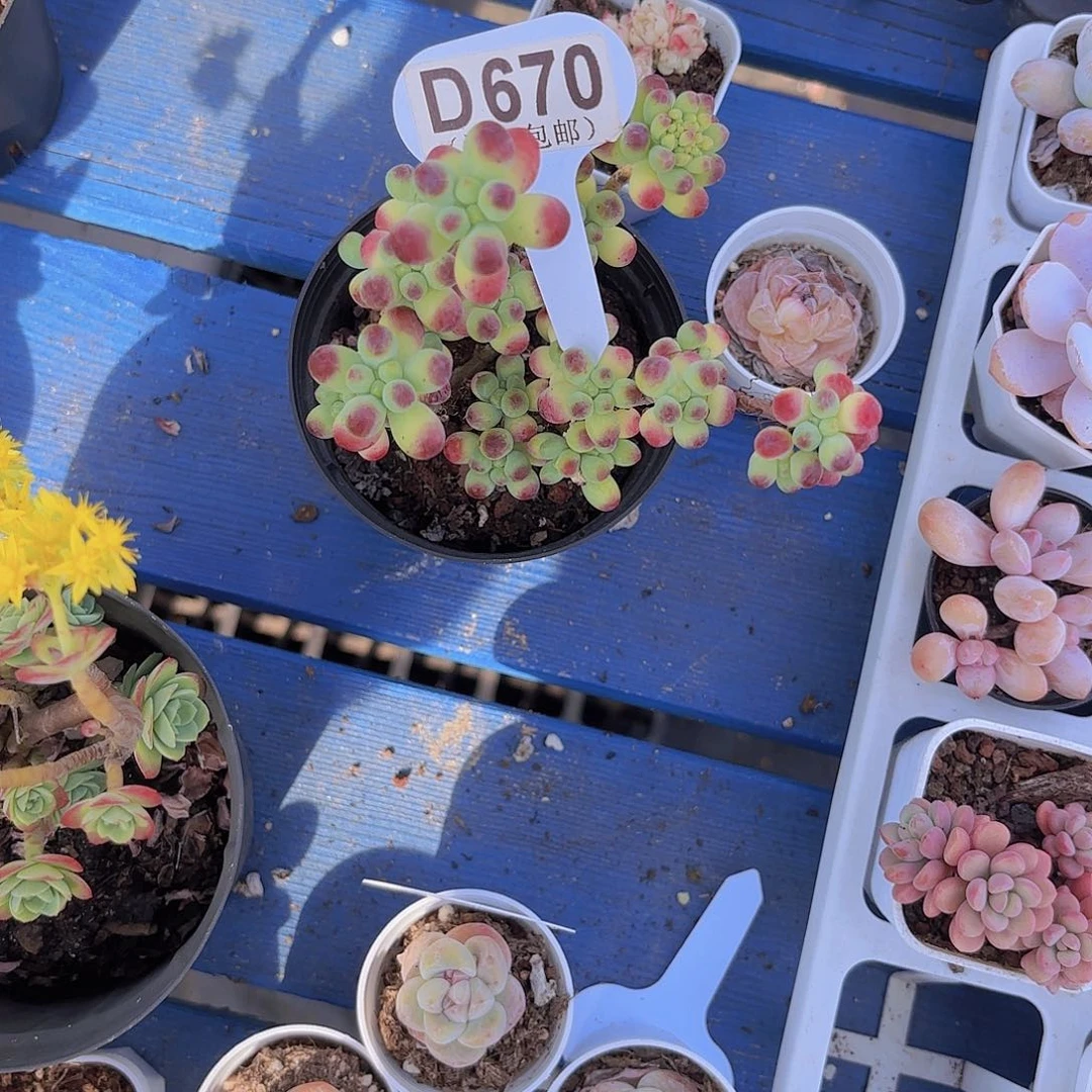 D670果冻乙女心一物一拍