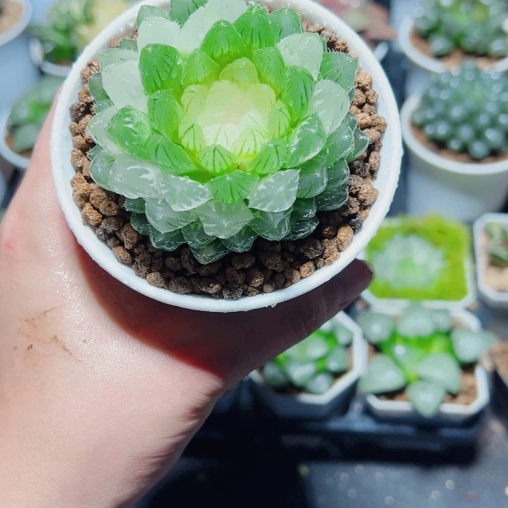 翠云玉露锦多肉植物