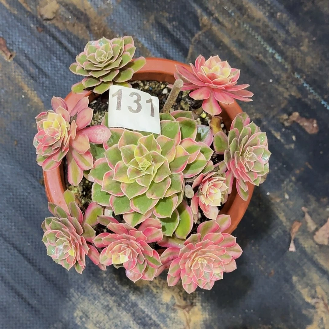 131黑魔锦法师植物多肉