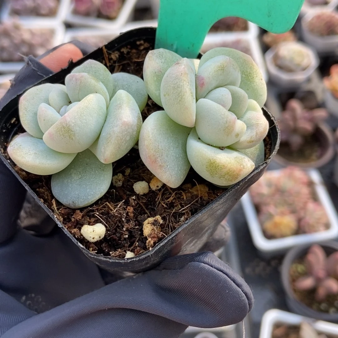 1596冰玉石化多肉植物