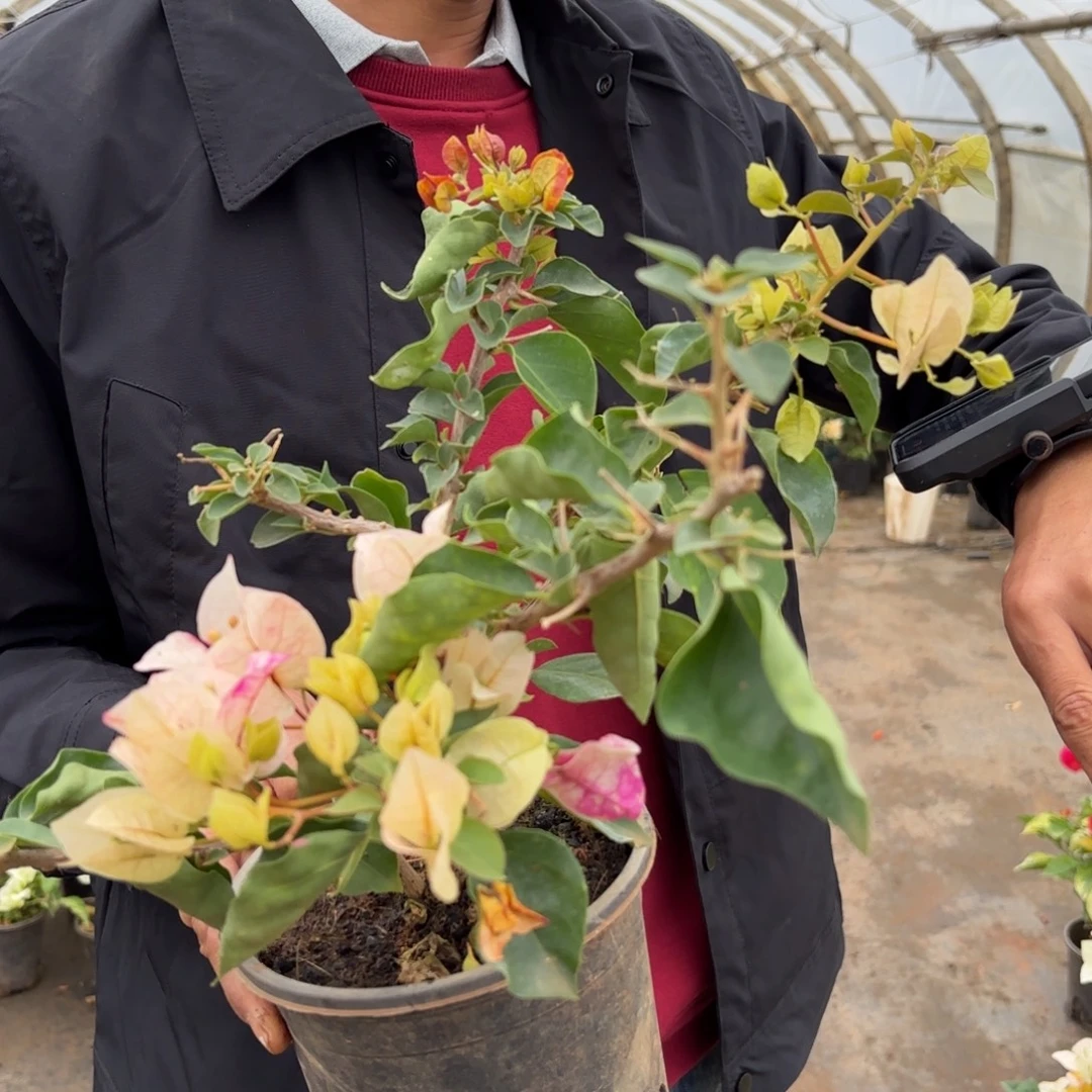 拾***然完全开放（娆）三角梅会落花落叶会光杆苗有大有小