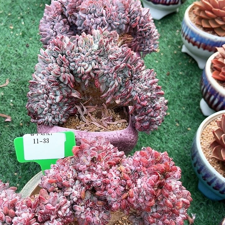 11.33玛脑一个脱土了