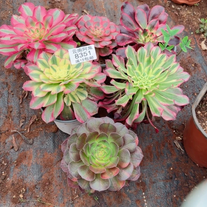 8351号六个啊啊啊啊