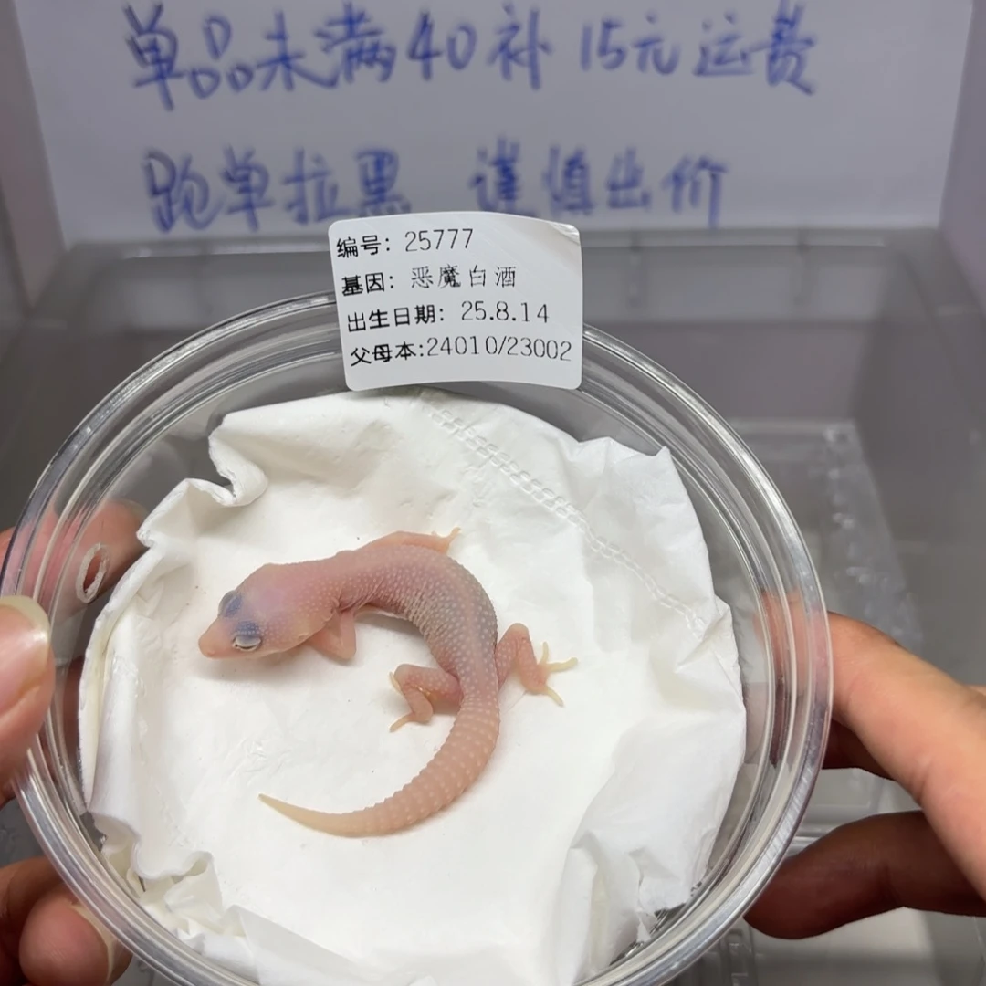 豹纹守宫恶魔白酒豹纹守宫